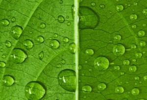 Can Rainwater Provide Clean, Safe Drinking Water?