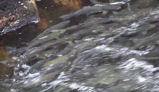 How does Residential Rainwater Collection Affect Streams & Salmon Habitat?