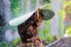 Orangutan in The Rain (c) Andrew Suryono, Indonesia, Entry, Nature and Wildlife Category, Open Competition, 2015 Sony World Photography Awards