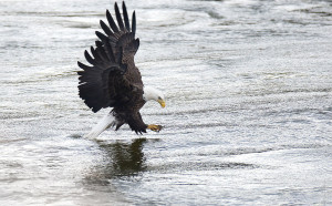 1024px-Bald-eagle-140a