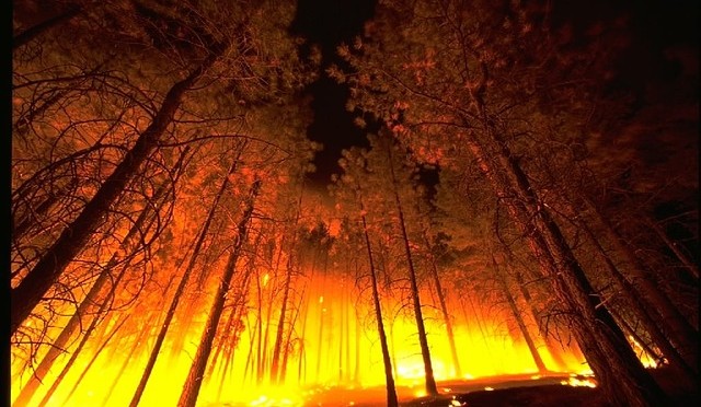 Protect Your Home and Business from Wildfires