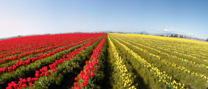 skagit tulips