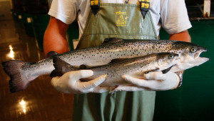 A genetically engineered salmon from AquaBounty Technologies, rear, with a conventionally raised sibling roughly the same age. Credit Paul Darrow for The New York Times