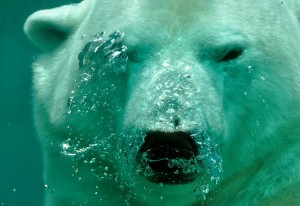 polar-bear-484515_640