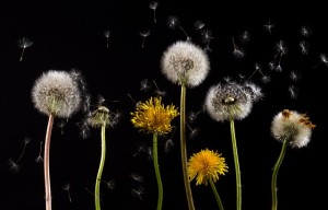 dandelion-761104_640